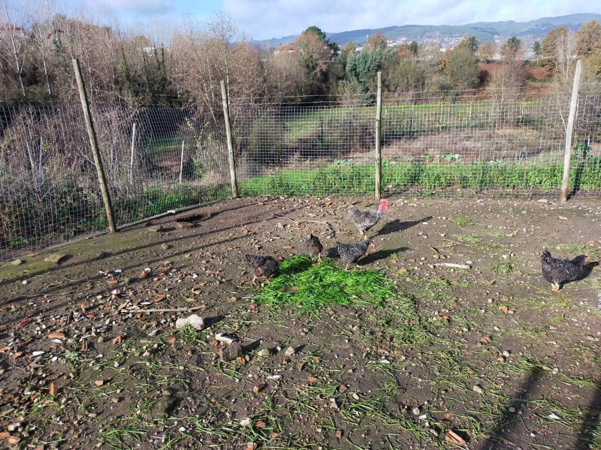Quinta Da Lage Agroturismo E Enoturismo Celorico De Basto Exterior foto