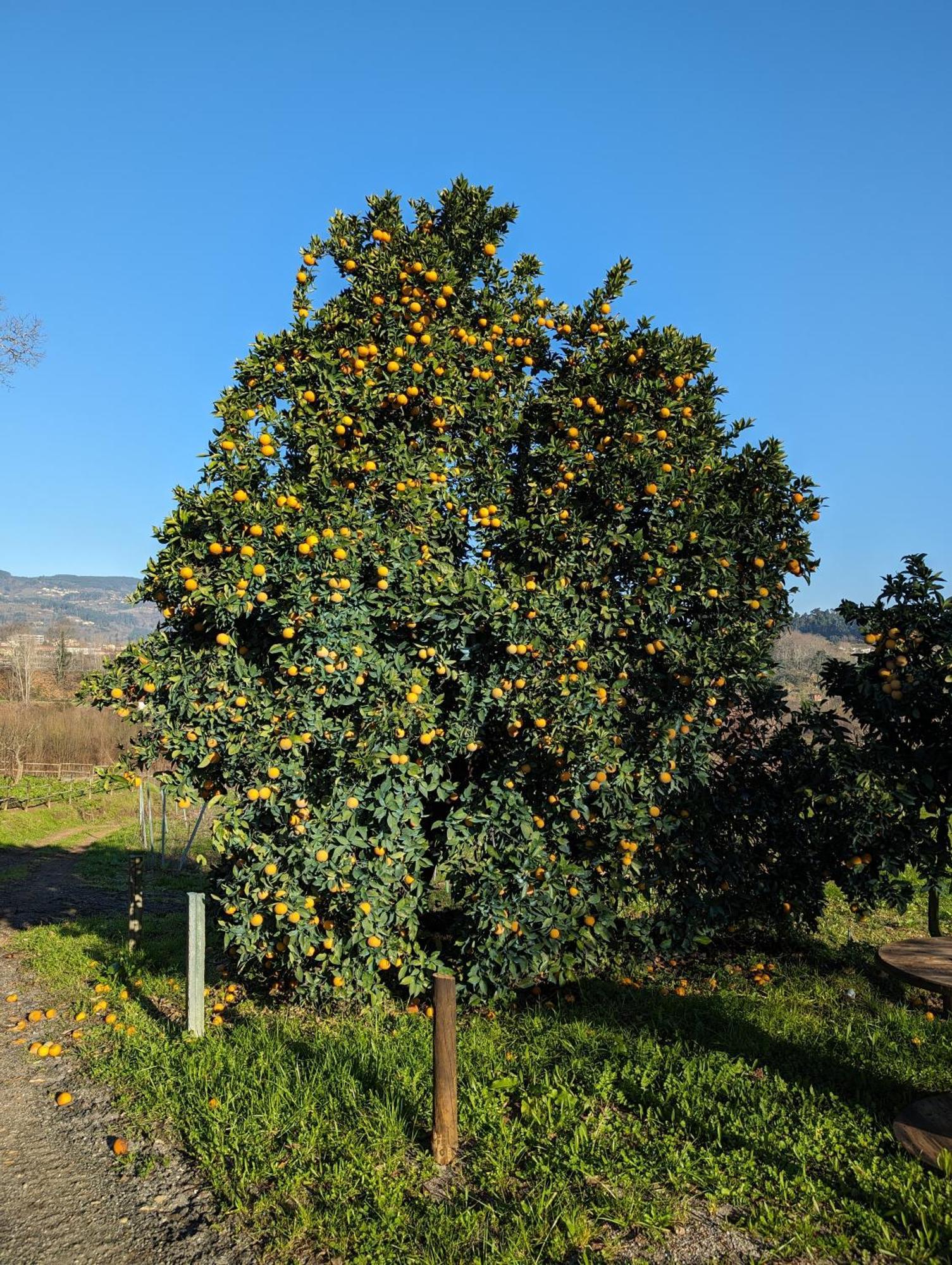 Quinta Da Lage Agroturismo E Enoturismo Celorico De Basto Exterior foto