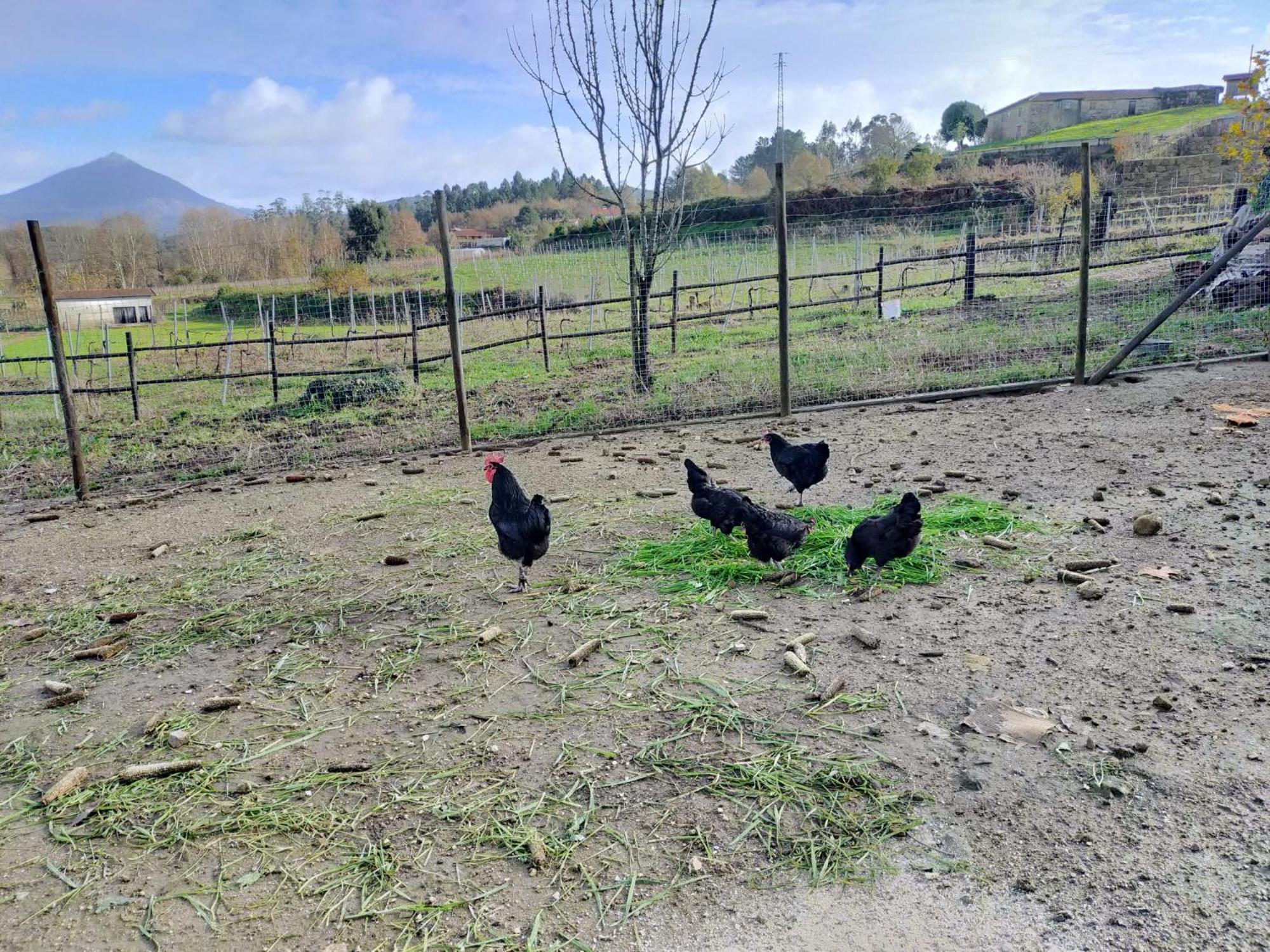Quinta Da Lage Agroturismo E Enoturismo Celorico De Basto Exterior foto